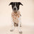 Blitz Football Dog Bandana 