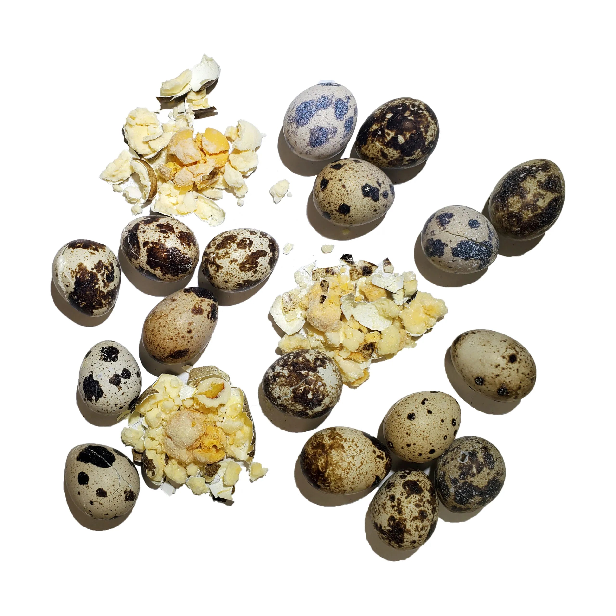 Savage Cat Freeze Dried Quail Eggs