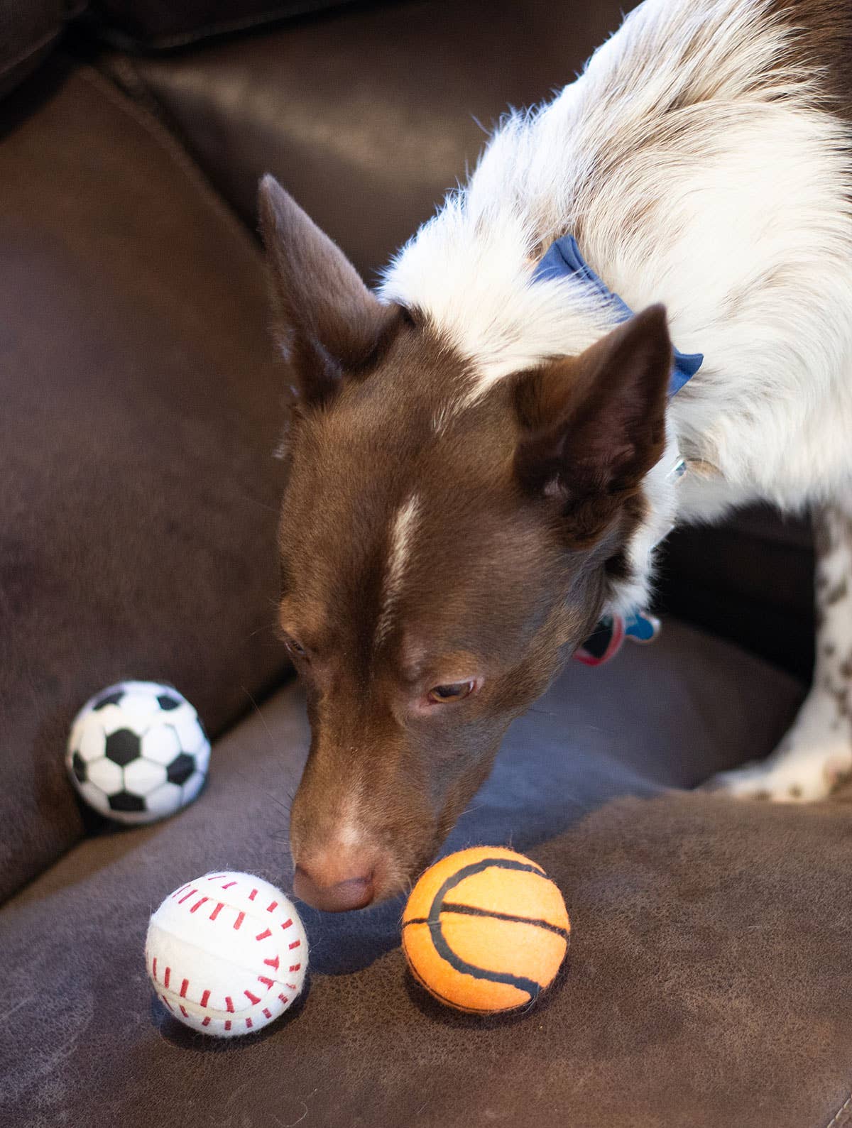 Tennis Ball Baseball/Basketball/Soccer