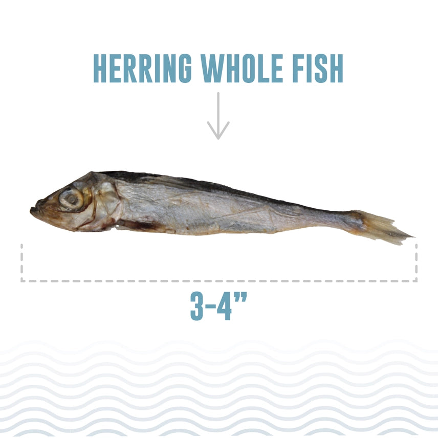 Icelandic Herring Whole Fish Dog Treats