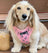 Pink Pupshake Adjustable Dog or Cat Harness