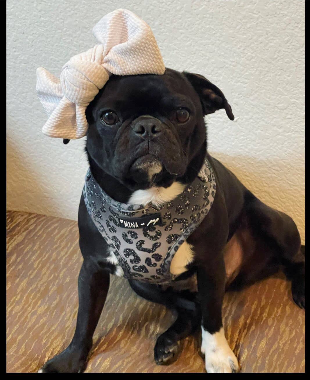 YOU’RE SO GLAM ADJUSTABLE SILVER OMBRE DOG & CAT HARNESS