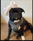 YOU’RE SO GLAM ADJUSTABLE SILVER OMBRE DOG & CAT HARNESS