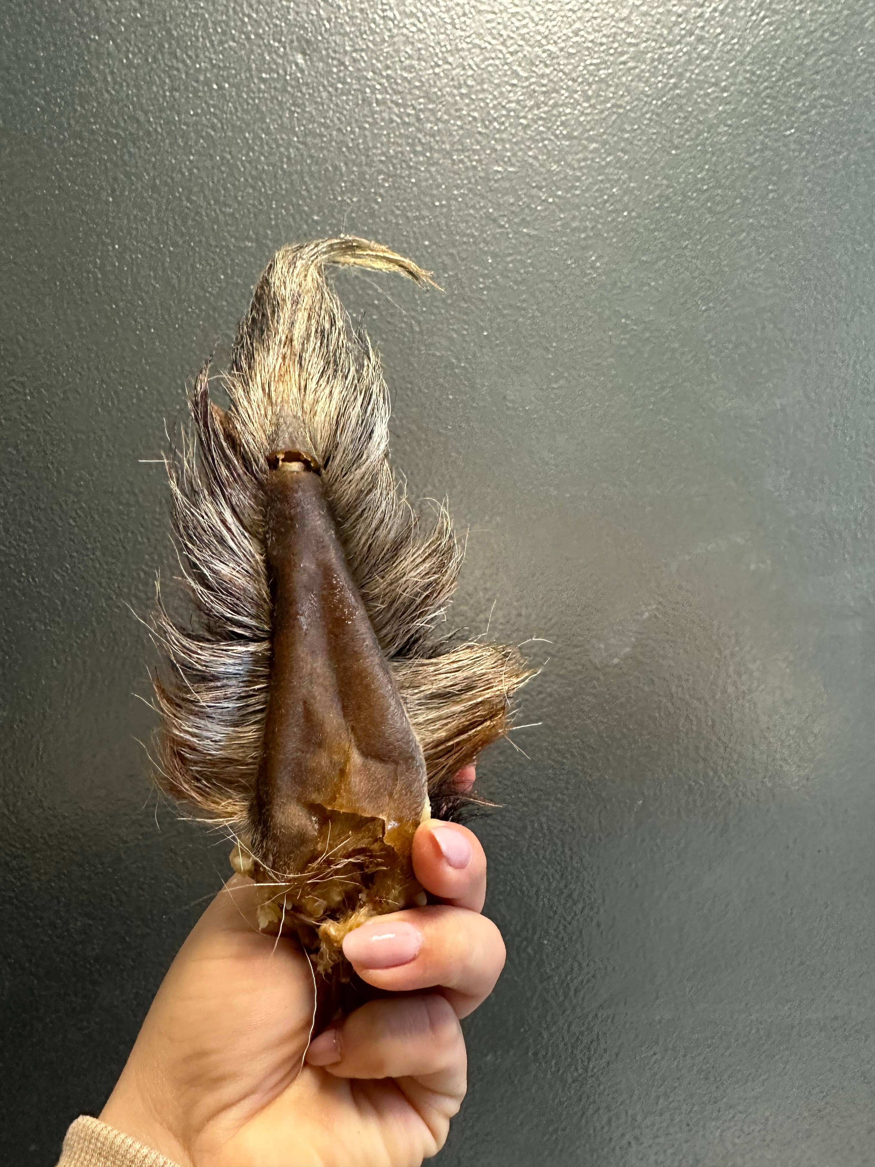 Goat Tail 
