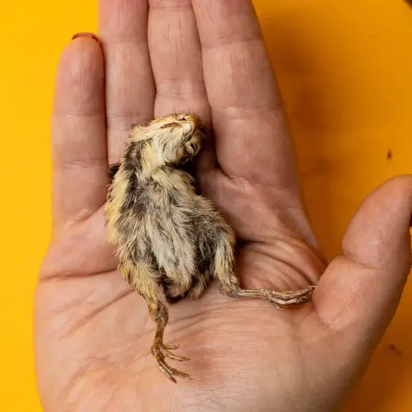 Quail Hatchling Baby - Freeze-Dried Dog & Cat Treat