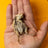 Quail Hatchling Baby - Freeze-Dried Dog & Cat Treat