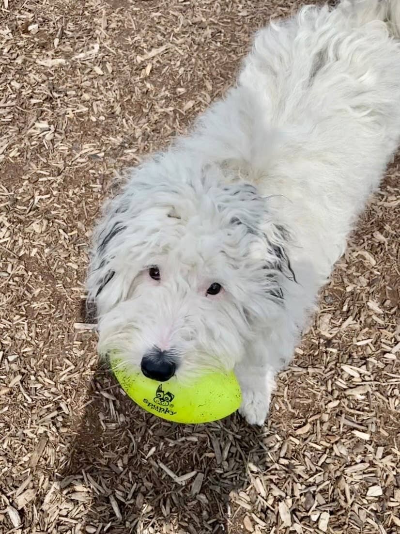 Squeak and Glow Football - Spunky Pup