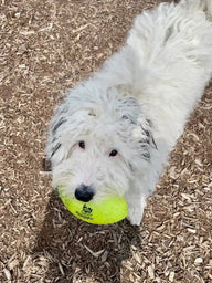 Squeak and Glow Football - Spunky Pup