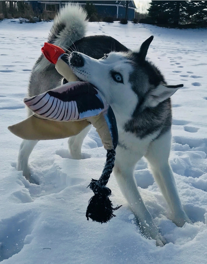 Fly and Fetch Launching Toys - Duck