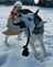 Fly and Fetch Launching Toys - Duck