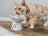 Tilted Stress Free Raised Cat Food Bowl