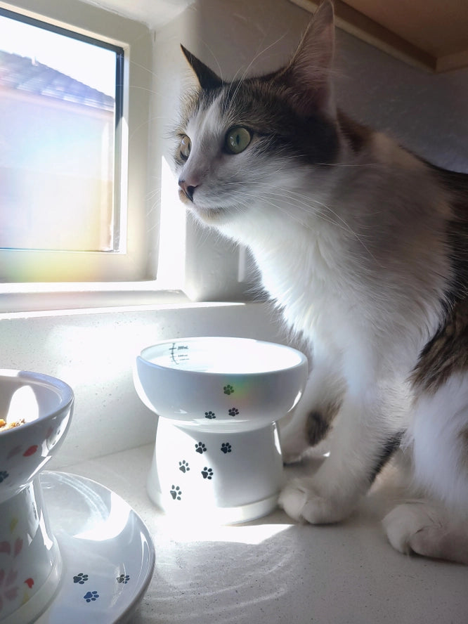 Raised Cat Water Bowl