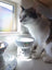 Raised Cat Water Bowl