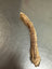 Lamb Trachea  