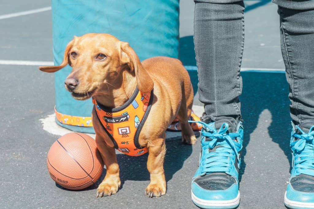 Got Game? Basketball and Sports Adjustable Dog Cat Harness