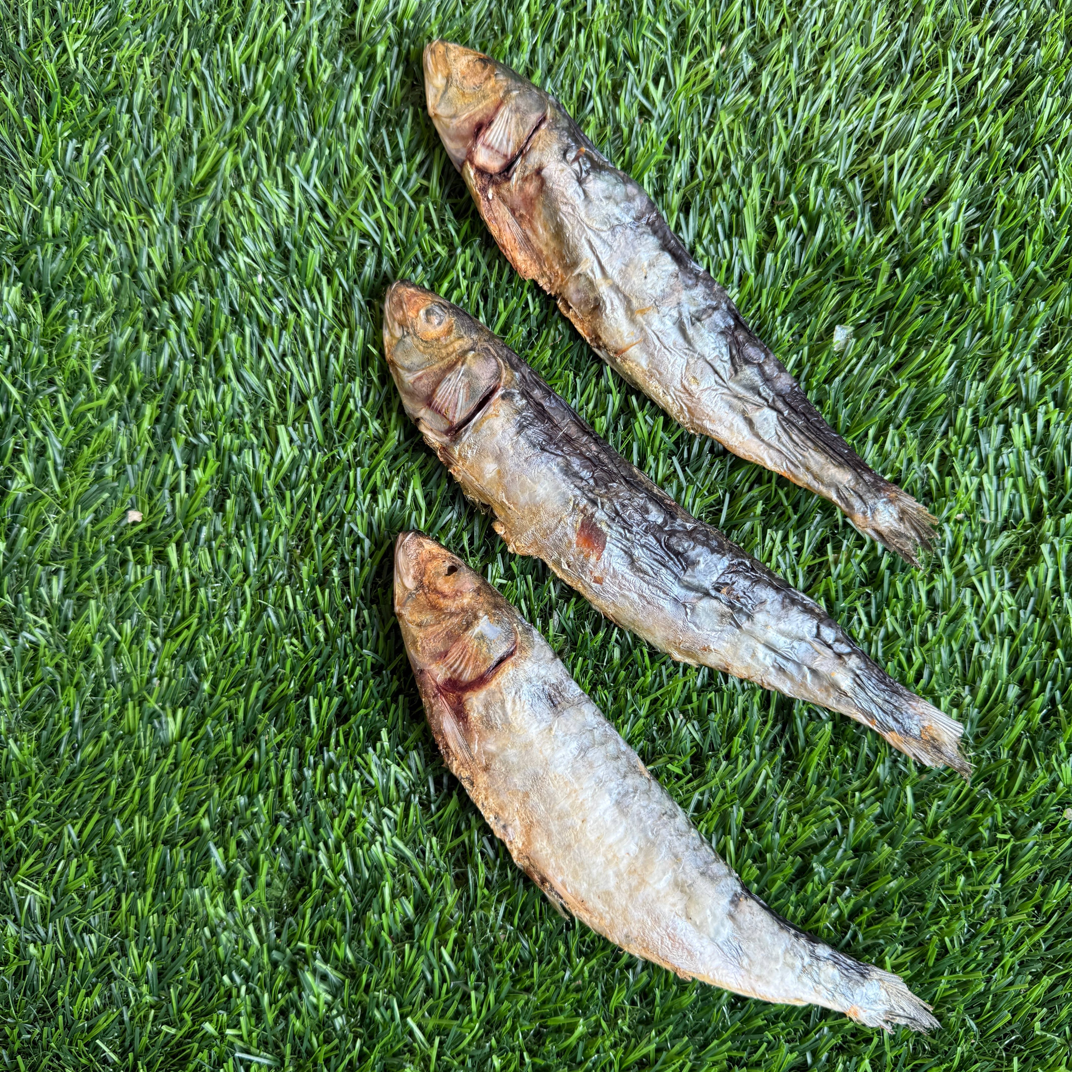 Sardines - 5" to 7" in & Freeze-Dried Treat for Dogs & Cats