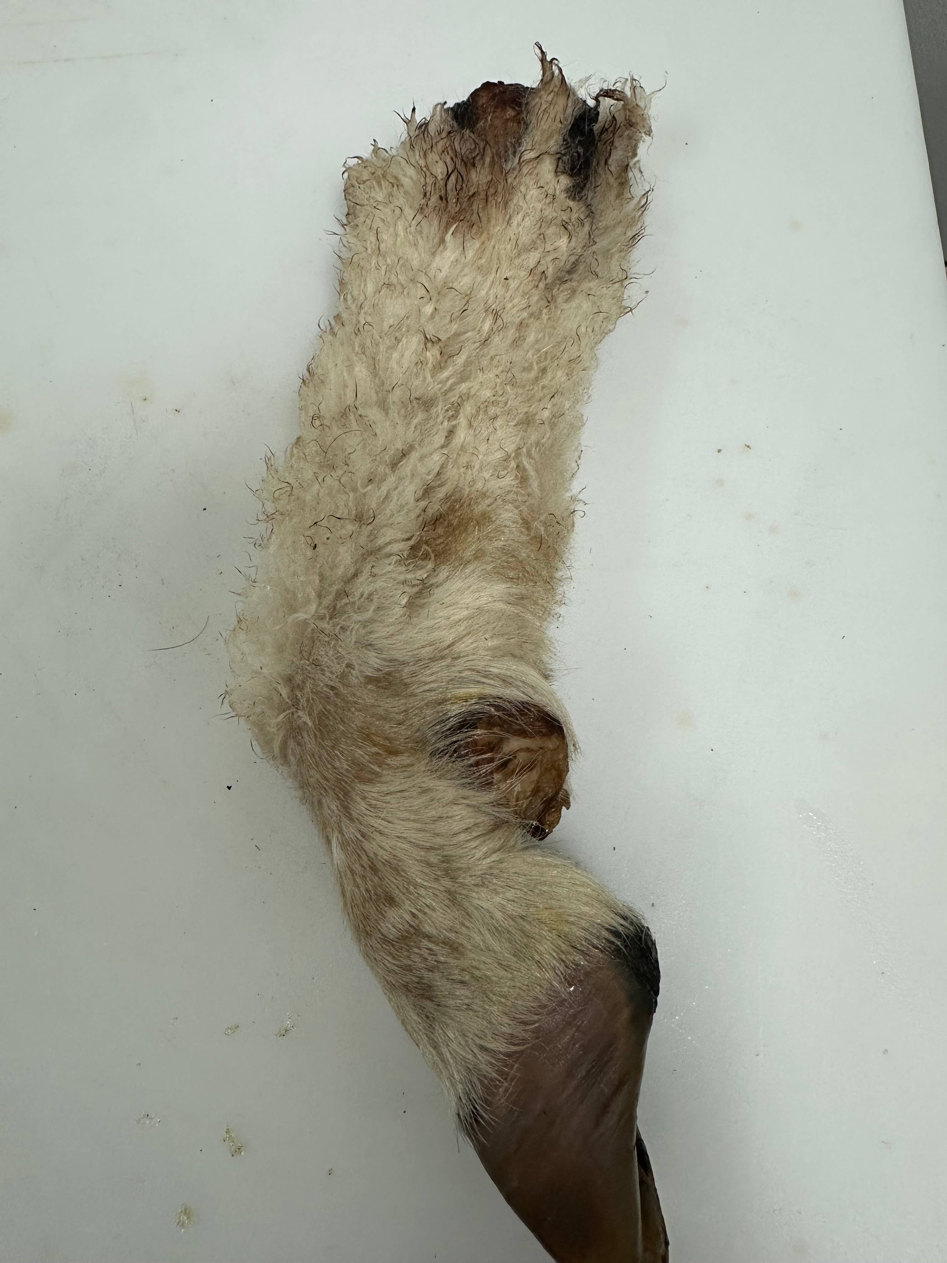 Lamb trotter with fur