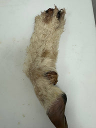 Lamb trotter with fur