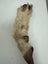 Lamb trotter with fur