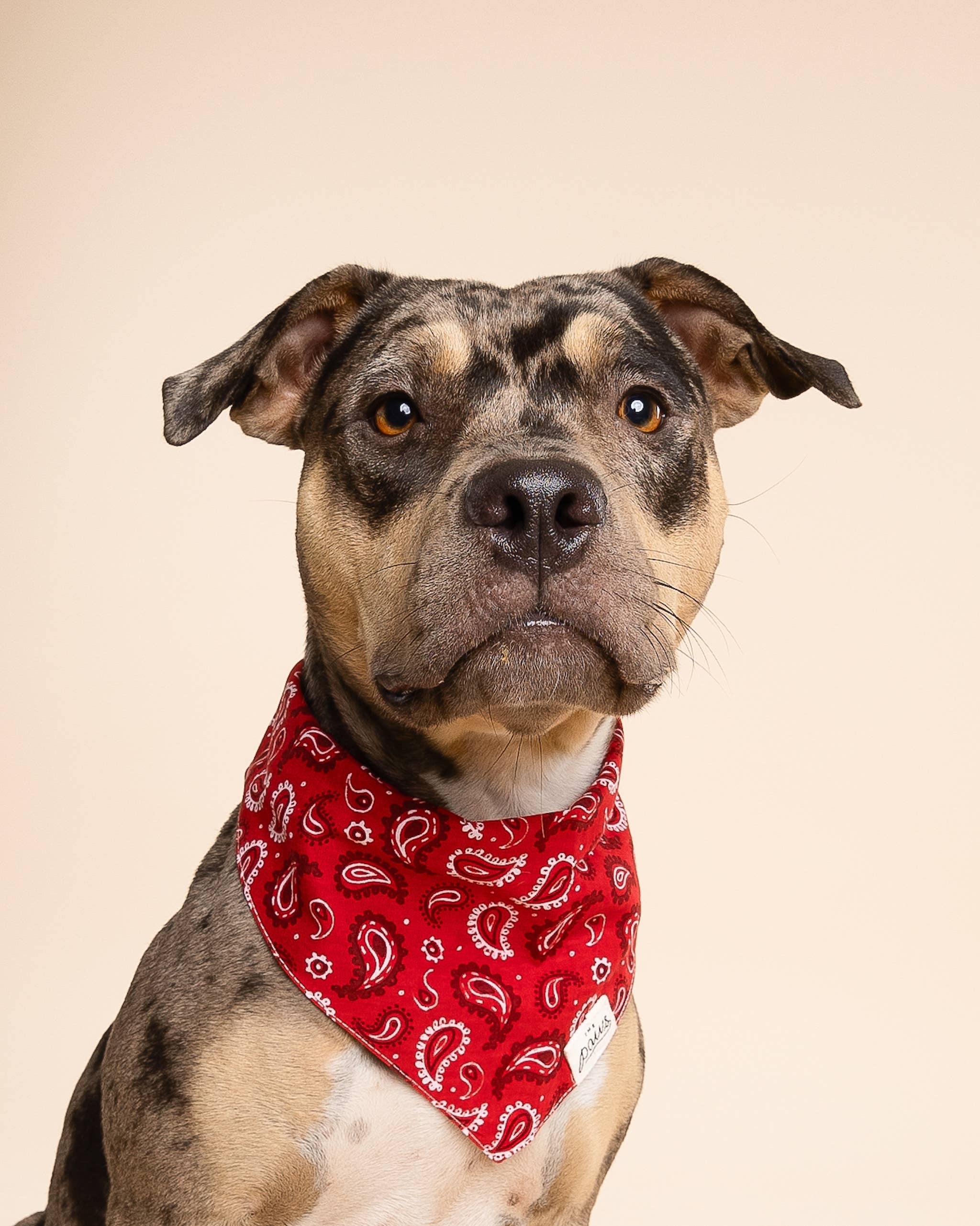 Dallas Dog Bandana