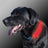 Led Collar Cover
