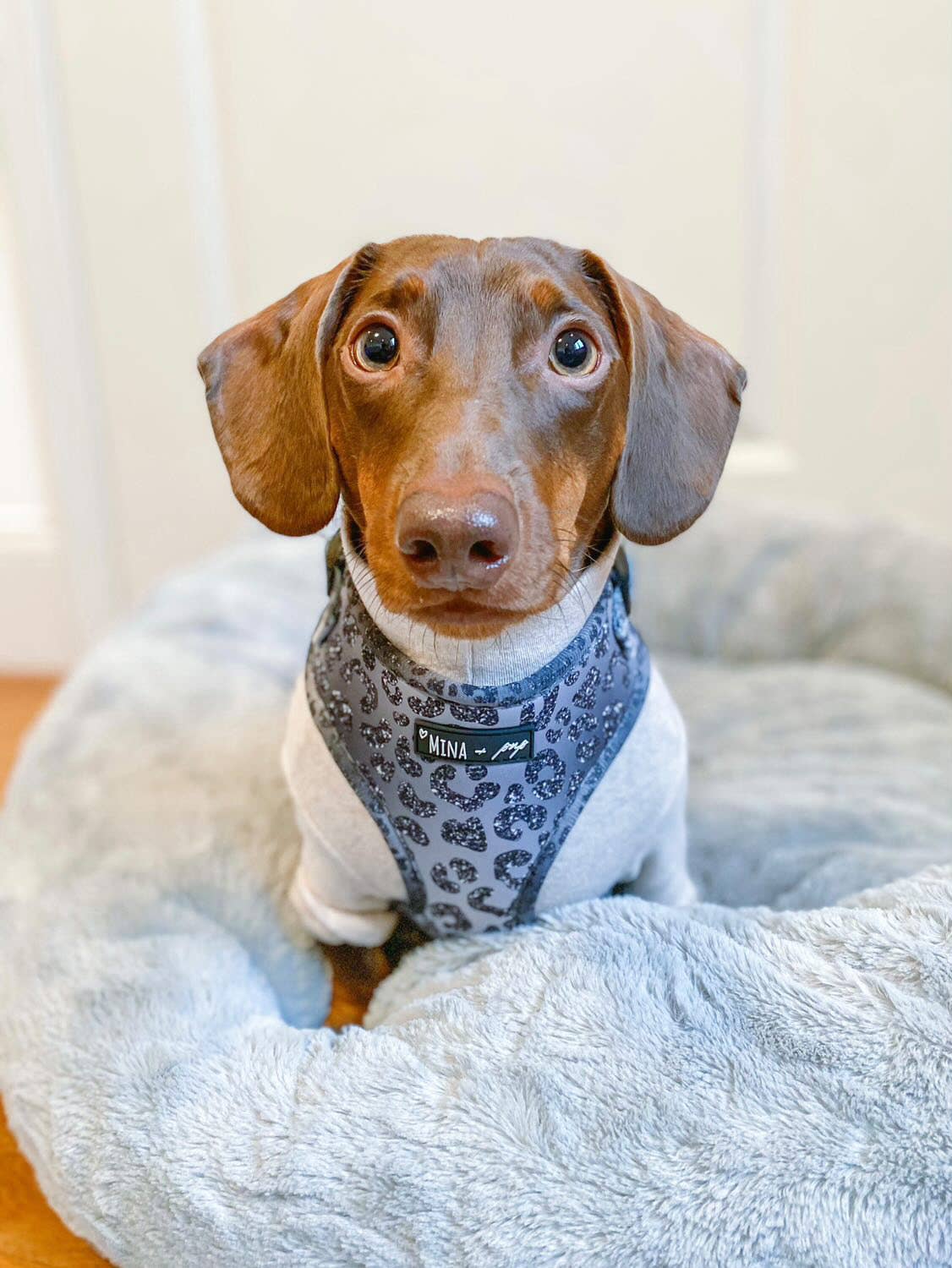 YOU’RE SO GLAM ADJUSTABLE SILVER OMBRE DOG & CAT HARNESS