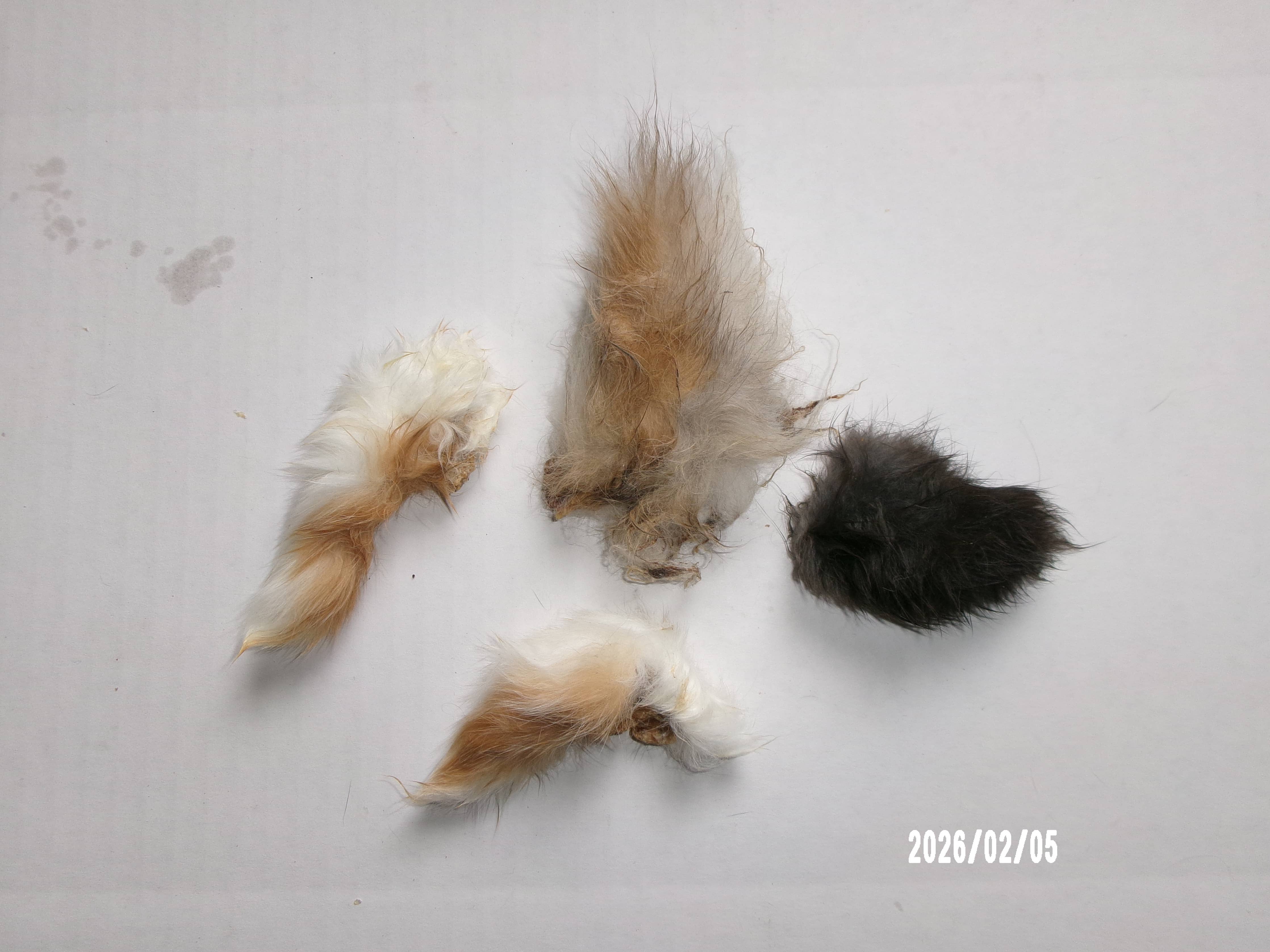Rabbit Tails Dehydrated