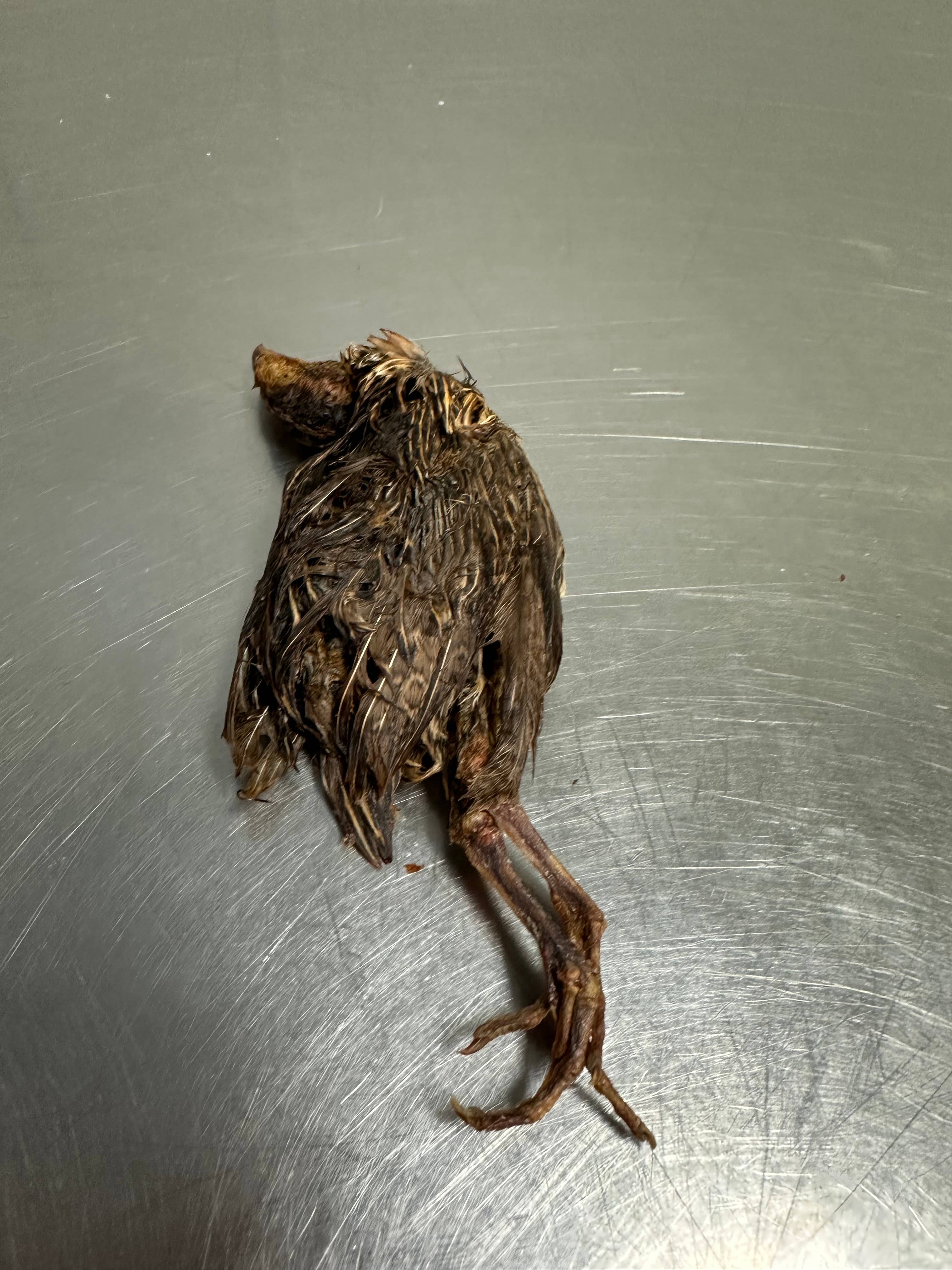 Quail With Fur