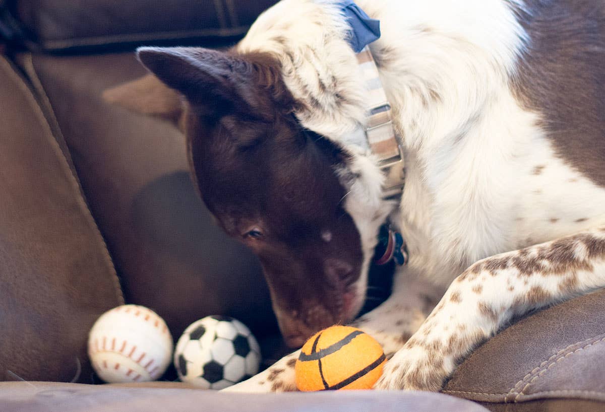 Tennis Ball Baseball/Basketball/Soccer