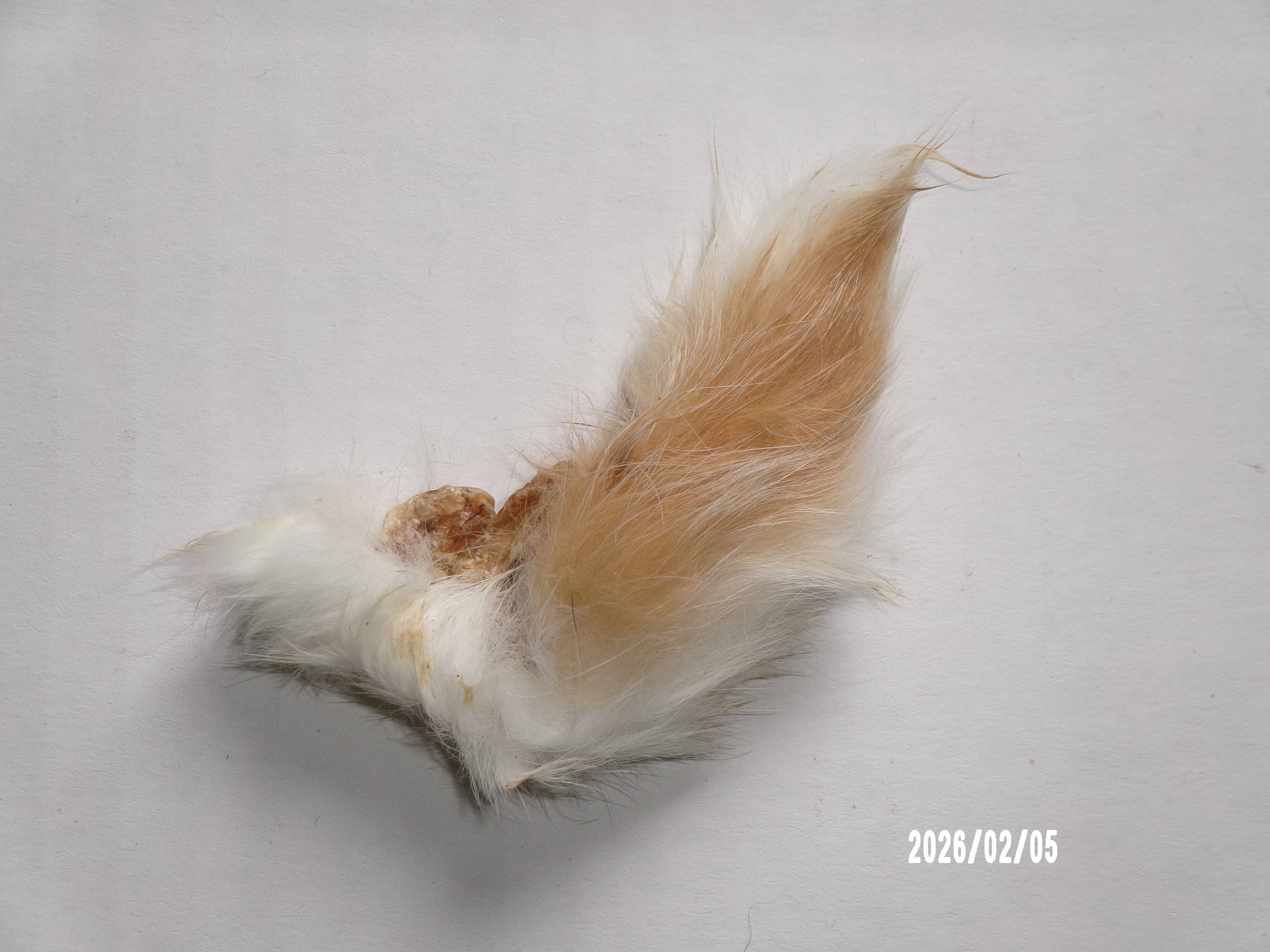 Rabbit Tails Dehydrated
