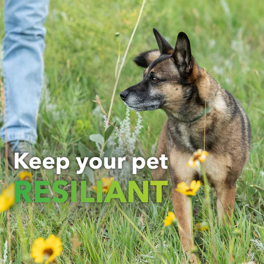Allergy Supplement for Dogs + Cats