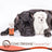 Daily Preventative Powder - Canine & Cat