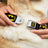 Batman Full Color Black Yellow Seatbelt Buckle Collar - Batman Shield Black/Yellow