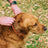 Wondercide Flea & Tick - Dog Collar