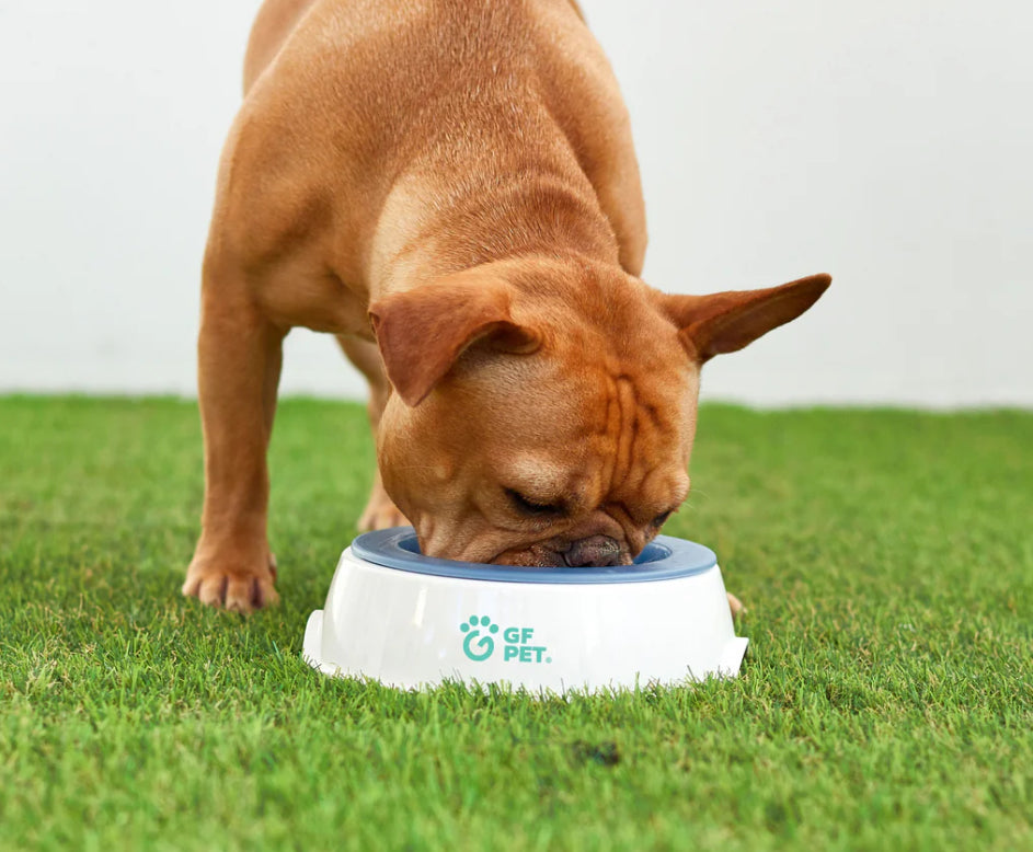 GF Pets Ice Bowl - Pet Cooling Water Bowl