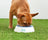 GF Pets Ice Bowl - Pet Cooling Water Bowl