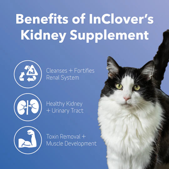Kidney Supplement for Dogs + Cats