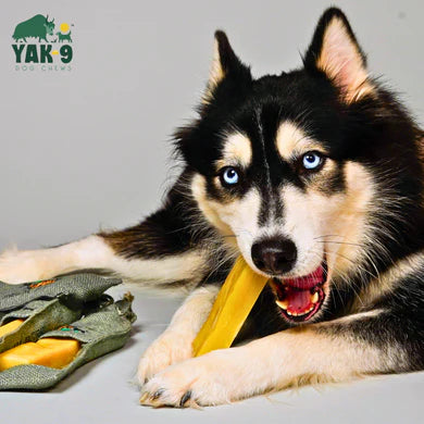 Yak Chews - Yak & Cow