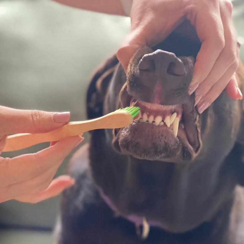 Dog Dental Organic Dental Kit