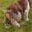 Native Pet Bladder