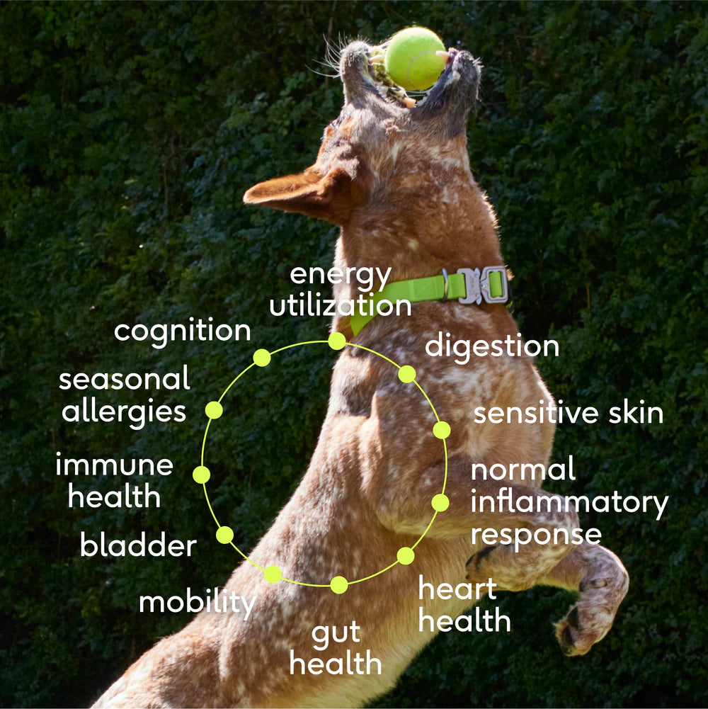 The Daily - Native Pet