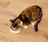Open Farm Chicken & Salmon Pâté for Cats