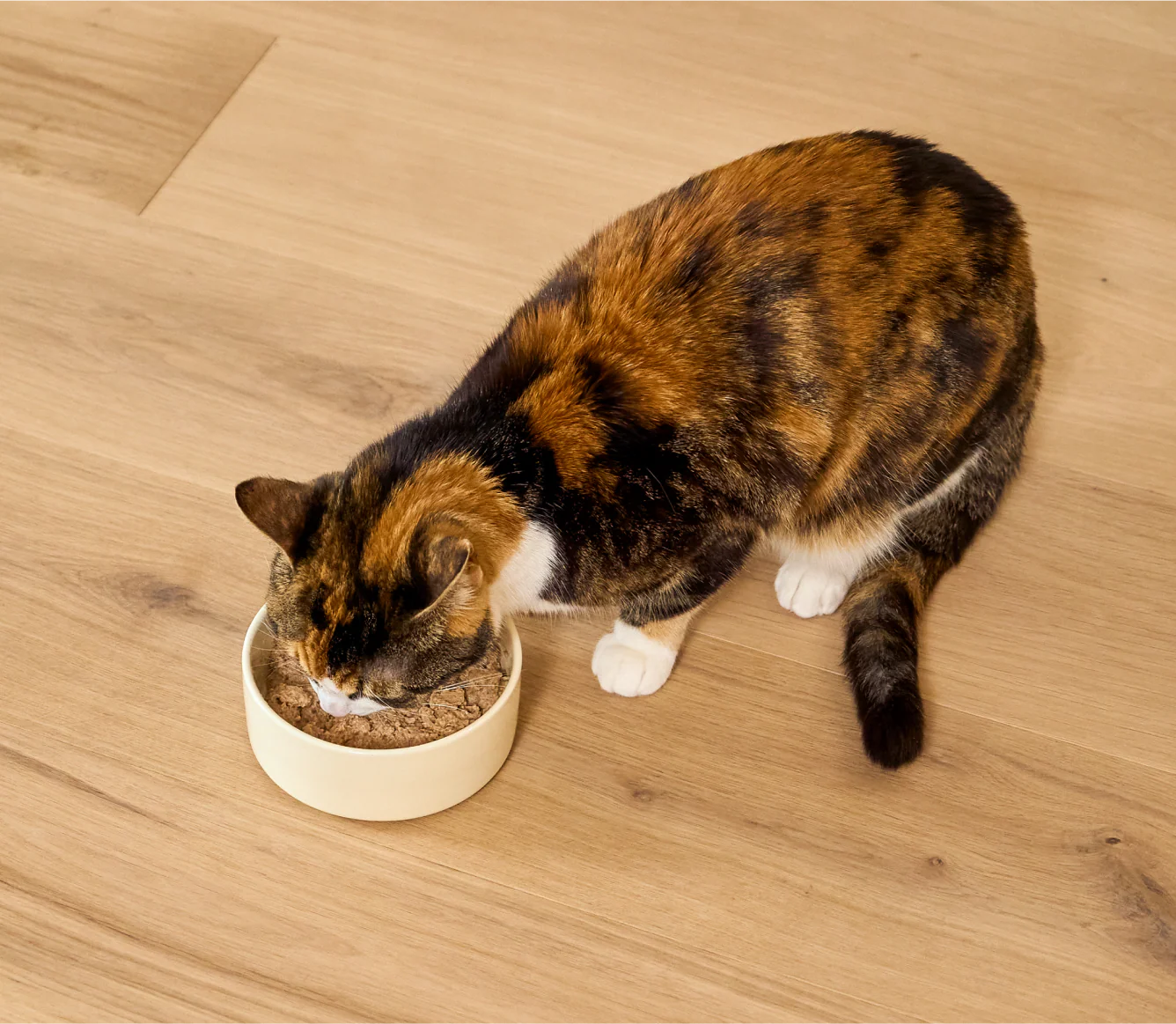 Open Farm Harvest Chicken Pâté for Cats