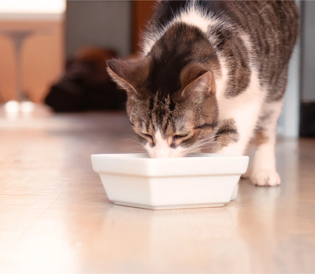 Open Farm Chicken & Salmon Rustic Blend Wet Cat Food
