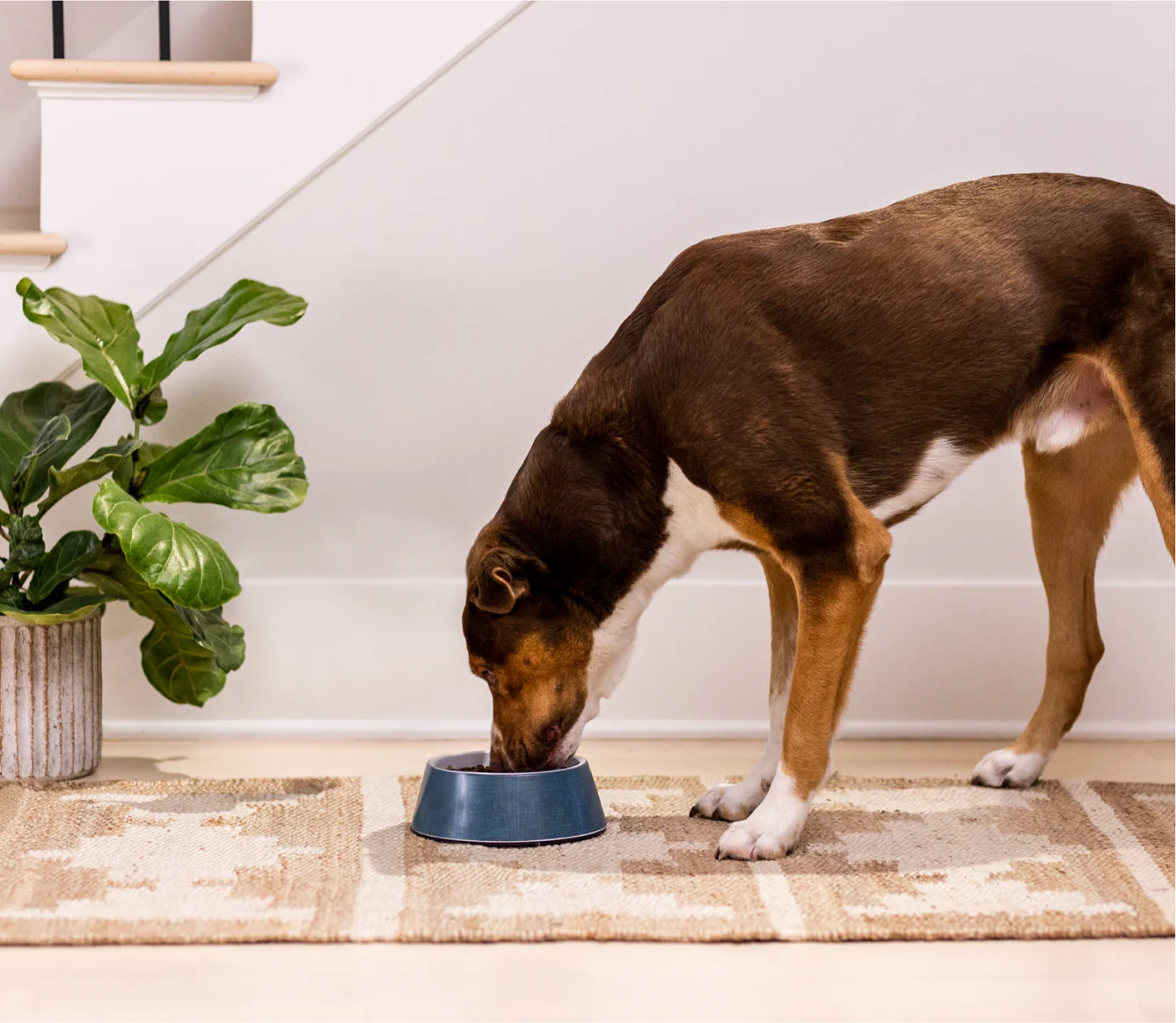 Farmstead Duck Ancient Grains Dog Kibble