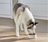 RawMix Wild Ocean Ancient Grains Dog Kibble