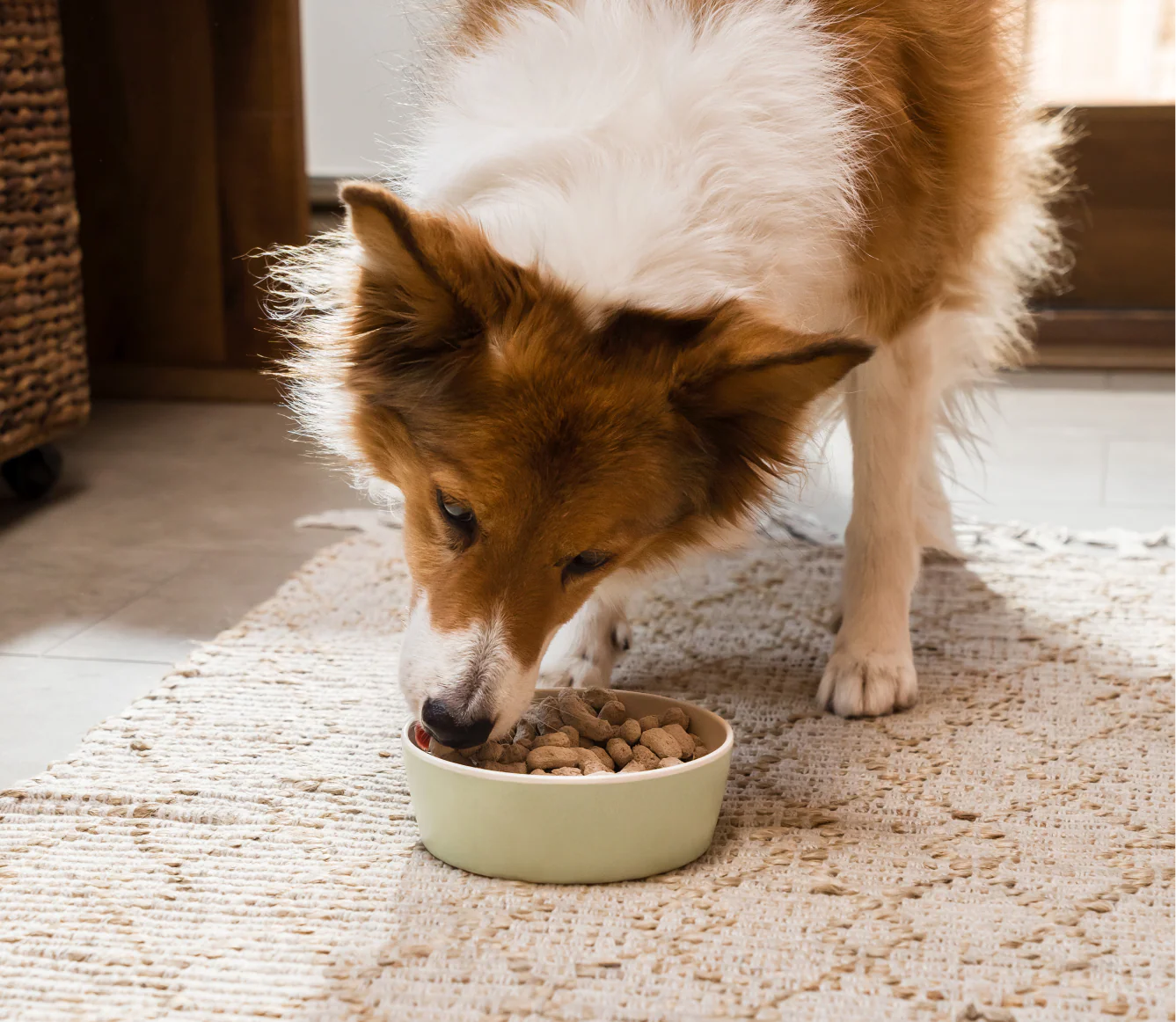 Open Farm Goodbowl™ Wild-Caught Salmon Freeze Dried Raw Morsels for Dogs