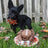 Turkey Bowl Plush Dog Toy