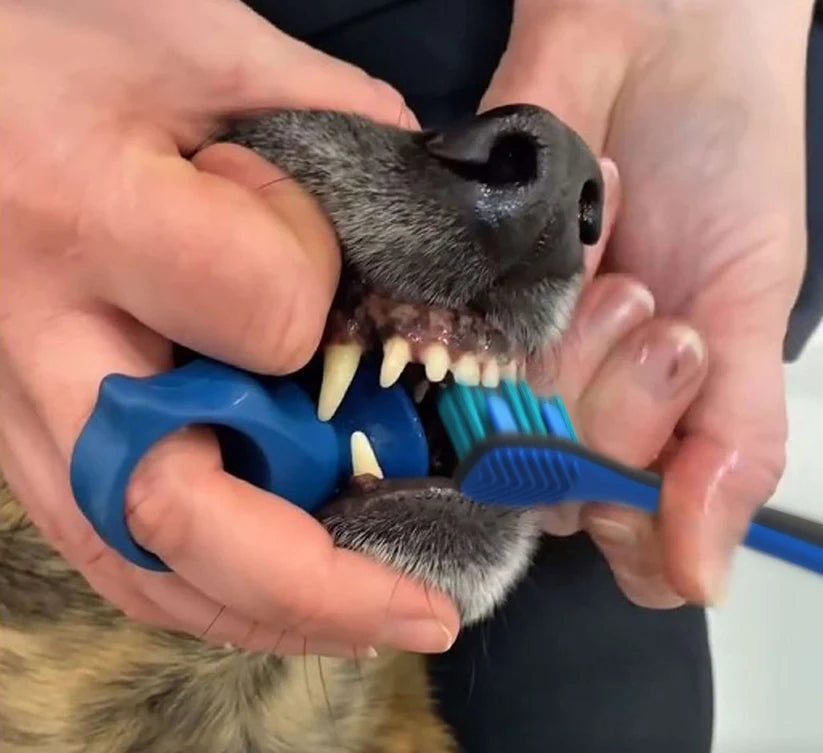 Combo BrushMate Pet Toothbrush & Medium BiteBlock- Dog Oral Care