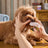 HICC Pet® Pet Dental Finger Wipes For Dogs, Unscented, 50 Pcs